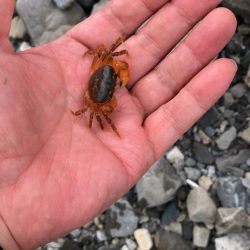 重信川のカワムツ