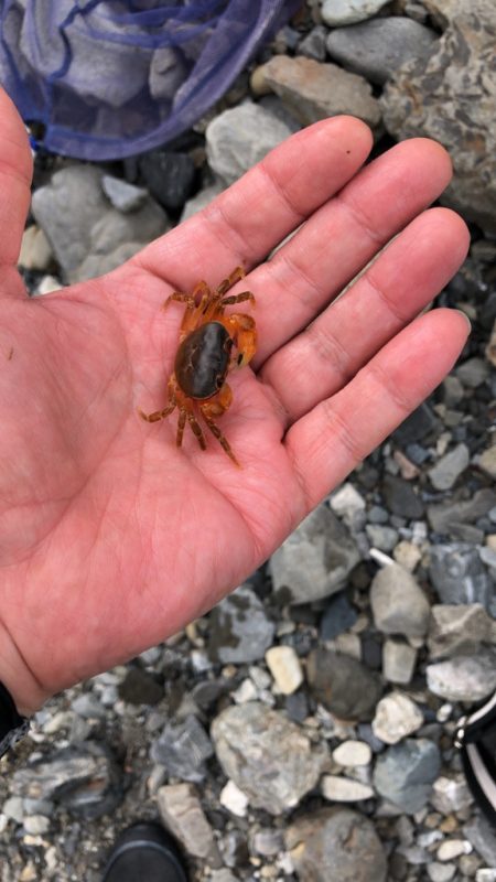 重信川のカワムツ