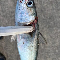 ジグサビキ　31