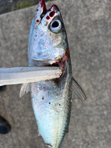 ジグサビキ　31