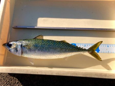 岸和田一文字でも大サバにゃ!