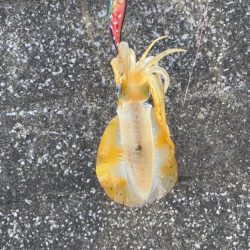 晩夏のエギング