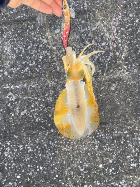 晩夏のエギング