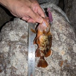 隠岐の島釣行ラスト