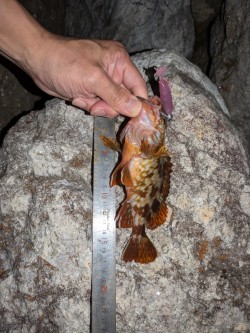 隠岐の島釣行ラスト