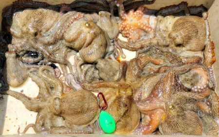 伊勢湾沖／タコ釣り開幕！