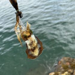 姫路周辺秋イカ調査