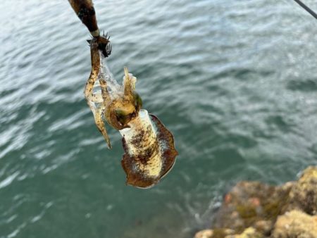 姫路周辺秋イカ調査