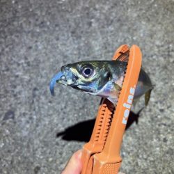 姫路離島アジング｜シーズンオフ！