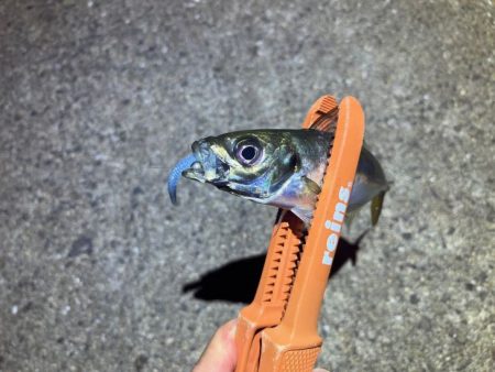 姫路離島アジング｜シーズンオフ！