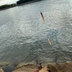 アタリは少ないけど釣れたらデカいのが多い！