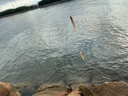 アタリは少ないけど釣れたらデカいのが多い！