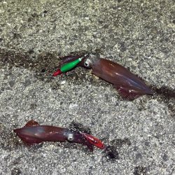 姫路離島ケンサキイカ｜ハズレ年ながら一瞬の時合いで！