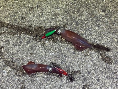 姫路離島ケンサキイカ｜ハズレ年ながら一瞬の時合いで！