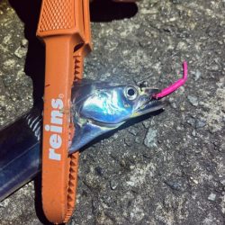 入れ食いから1週間で激渋に!