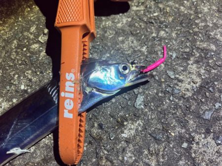 入れ食いから1週間で激渋に!