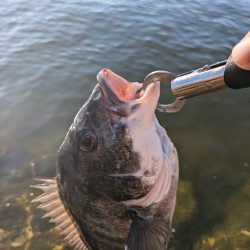 ようやく叶いました。