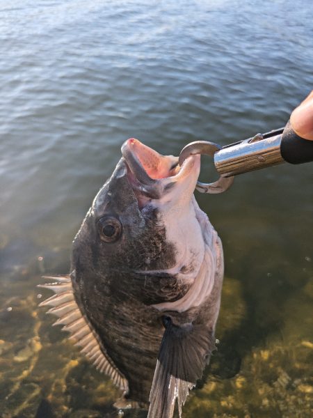 ようやく叶いました。