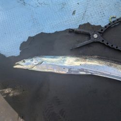 暑い夏の友が島廻り