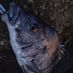 入れ食いチヌトップ