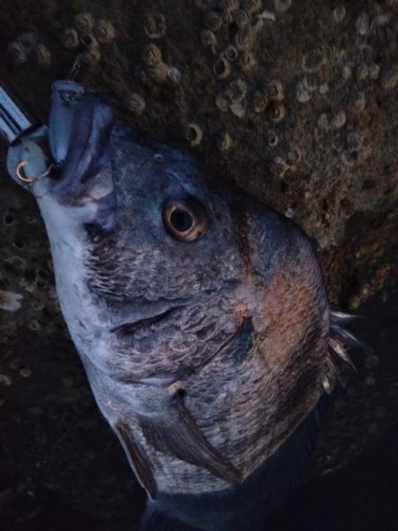 入れ食いチヌトップ