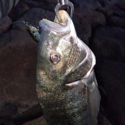 今日も短時間チヌトップ😁