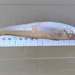 キスが釣りたくて