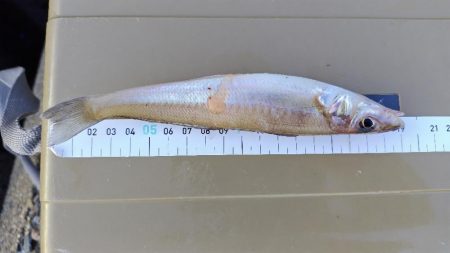 キスが釣りたくて