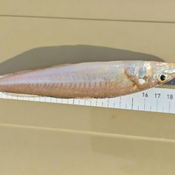 今日も朝のうちに