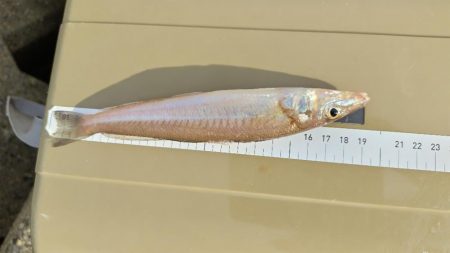 今日も朝のうちに