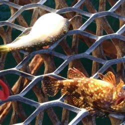 急遽リベンジ釣行へ…