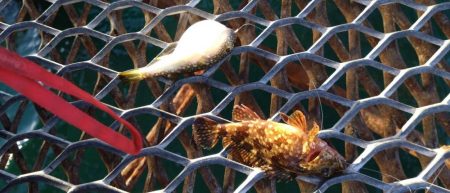 急遽リベンジ釣行へ…