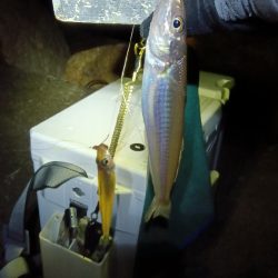 苅屋海岸のキス釣り