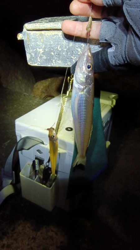 苅屋海岸のキス釣り