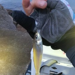苅屋海岸のキス釣り
