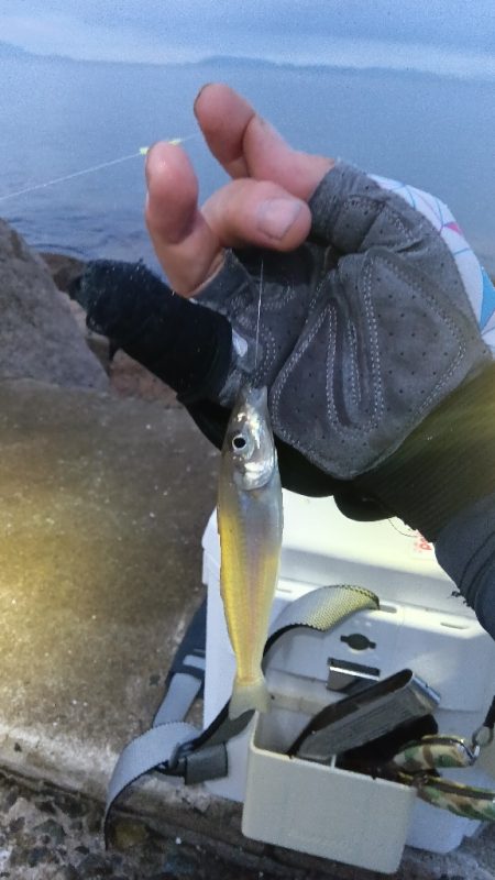 苅屋海岸のキス釣り