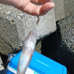 高砂港のちょい投げ