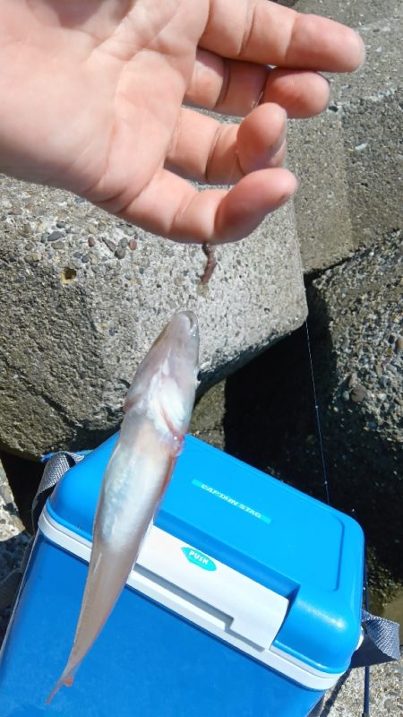 高砂港のちょい投げ