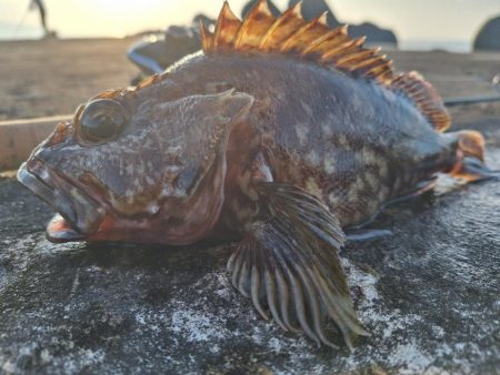 ロックフィッシュ釣行
