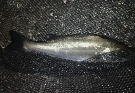 雨が止む間に…