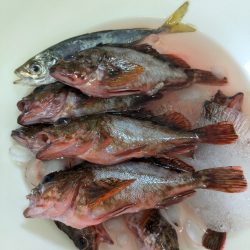 ファミリーフィッシング