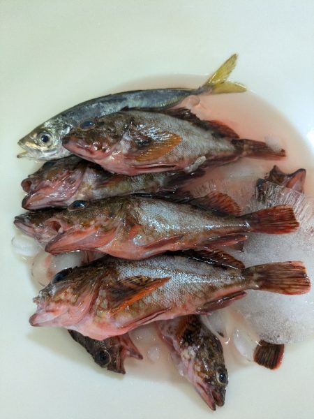 ファミリーフィッシング