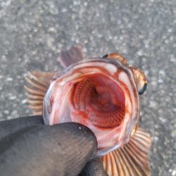 ロックフィッシュ釣行