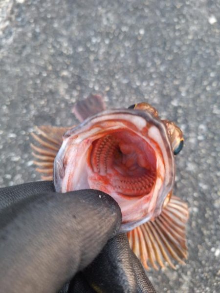 ロックフィッシュ釣行
