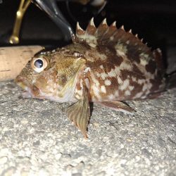 ロックフィッシュ釣行