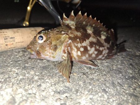 ロックフィッシュ釣行