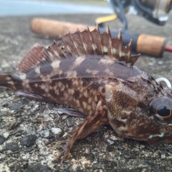 ロックフィッシュ釣行