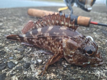 ロックフィッシュ釣行