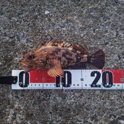 ロックフィッシュ釣行