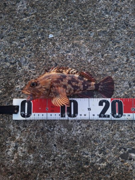 ロックフィッシュ釣行